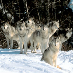 Wolf Pack Programming